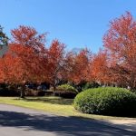 Another beautiful autumn day in Vestavia Hills